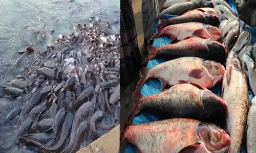 Chhattisgarh Exotic Magur Ban: छत्तीसगढ़ में इन मछलियों पर लगा प्रतिबंध, पालते हुए पाए गए तो होगी जेल और 10 हजार रूपए का जुर्माना....