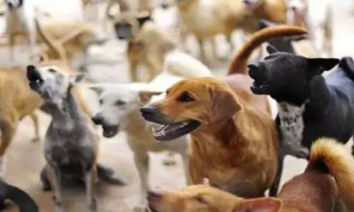 korea dog attack News: छत्तीसगढ़ में आवारा कुत्तों के हमले से 5 साल की बच्ची की गई जान...