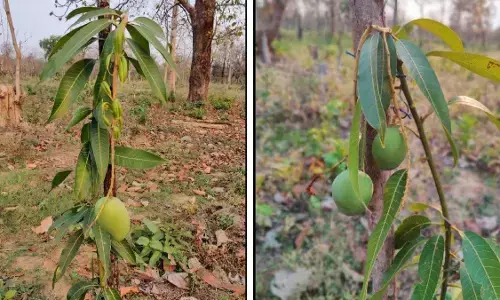 Bhopalpatanam News: बस्तर के समक्का-सारक्का कुंज में लगाए गए आम एक साल में फलने लगे