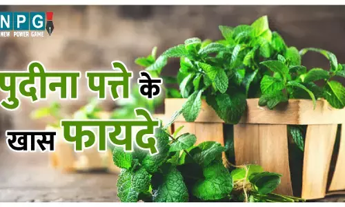 Mint Benefits: ताज़गी भरा पुदीना बचाएगा लू से, गैस-एसिडिटी दूर करेगा और स्किन को भी रखेगा जवां, पढ़िए पुदीना पत्ते के फायदे