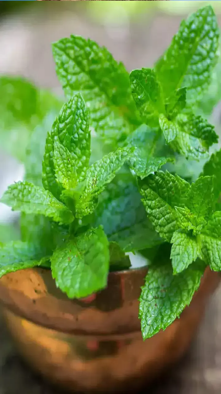 लू-गैस-एसिडिटी दूर करेगा और स्किन को भी रखेगा जवां, जानिए पुदीना पत्ते के खास फायदे