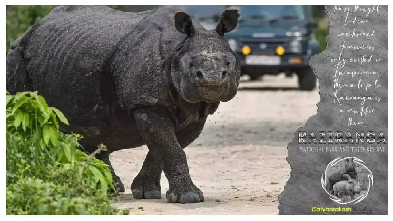 Kaziranga National Park: गैंडों की विरासत के लिए प्रसिद्ध काजीरंगा