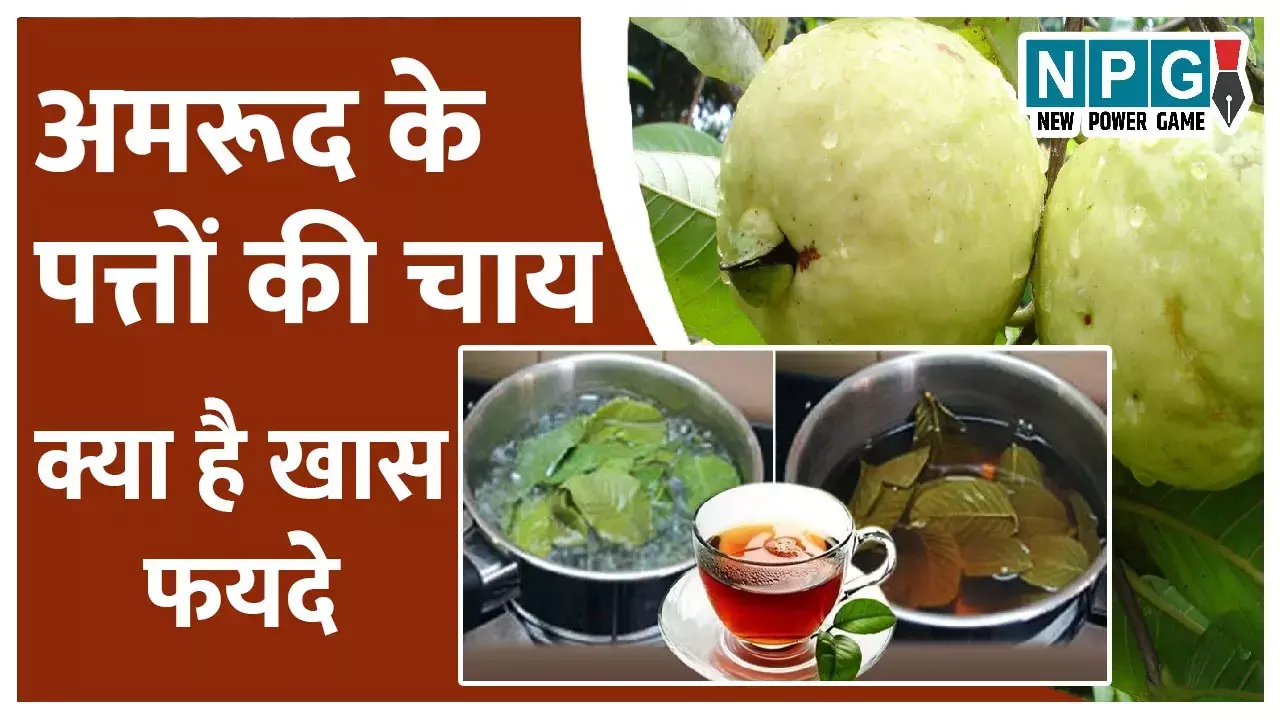 Guava Leaf Tea Benefits: पीजिए अमरूद के पत्तों की चाय, बैड कोलेस्ट्रॉल घटेगा, डायबिटीज़ पर भी नियंत्रण होगा...