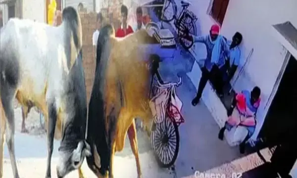 Durg मौत का Live वीडियो:  दो सांडों की लड़ाई में वृद्ध महिला की मौत, CCTV आया सामने...