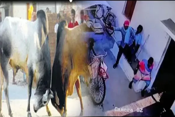 Durg मौत का Live वीडियो:  दो सांडों की लड़ाई में वृद्ध महिला की मौत, CCTV आया सामने...