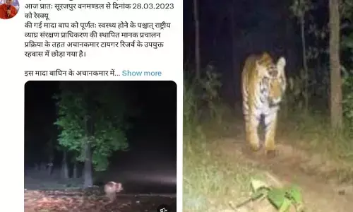 Video: Chhattisgarh Tigress: ग्रामीणों पर हमला करने वाली बाघिन को छोड़ा गया अचानकमार टायगर रिजर्व, CM भूपेश ने ट्वीट वीडियो की शेयर