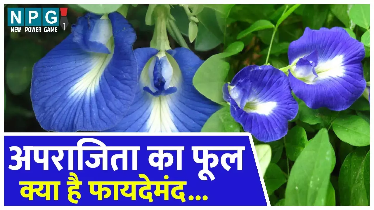 Benefits Of Aparajita Flower: अपराजिता का फूल सेहत के लिए कैसे हैं फायदेमंद, जानिए...