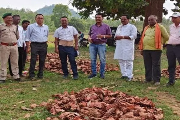 तेन्दूपत्ता संग्रहण: वनांचल में बिखेरी हरा सोना की चमक... 16.72 लाख मानक बोरा के लक्ष्य के विरूद्ध 8.82 लाख मानक बोरा संग्रहित तेन्दूपत्ता संग्रहण: वनांचल में बिखेरी हरा सोना की चमक... 16.72 लाख मानक बोरा के लक्ष्य के विरूद्ध 8.82 लाख मानक बोरा संग्रहित