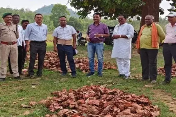 तेन्दूपत्ता संग्रहण: वनांचल में बिखेरी हरा सोना की चमक... 16.72 लाख मानक बोरा के लक्ष्य के विरूद्ध 8.82 लाख मानक बोरा संग्रहित
