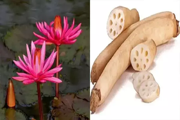 Benefits of Kamal Kakdi For Health: कमल ककड़ी है सेहत के लिए रामबाण, जानिए इससे जुड़े ये लाभ 