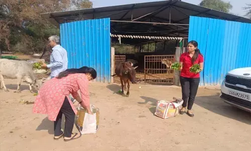 गौठान से बदली तकदीर : गायों को गर्मी से बचाने के लिए शेड और फॉगर की सुविधा, सब्जी बाजार से लाकर खिला रहे ताजी सब्जियां