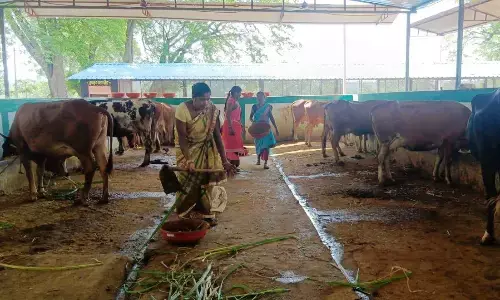 छत्तीसगढ़ में गौठान बन रहे दुग्ध क्रांति के केन्द्रः सीएम भूपेश की एक अपील पर गाँव में आ गई दुग्ध क्रांति, बस्तर का एक छोटा सा गांव हुआ दुग्ध उत्पादन में आत्मनिर्भर