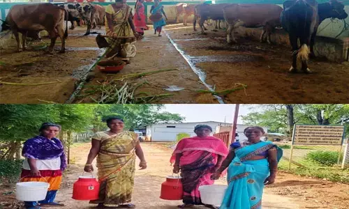 छत्तीसगढ़ का ये गांव जहां दूध की बहती है धारा, लोगों की आर्थिक स्थिति में आया सुधार, दूसरे गांवों को भी सप्लाई दूध...जानिए
