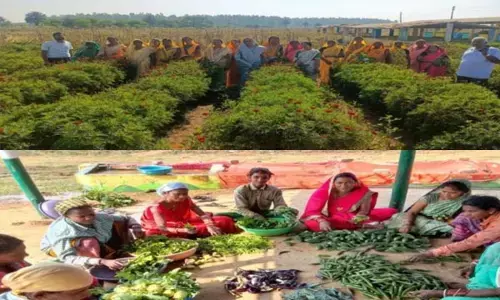 CM भूपेश की योजनाओं से महिला समूहों के गौठान में 30 लाख से अधिक का टर्नओवर, 12 लाख का फायदा, 40 महिलाओं को मिला रोजगार