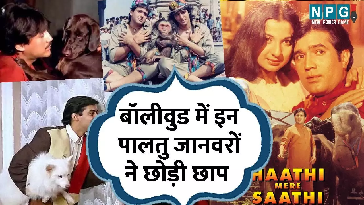 Bollywood Ka Animal Love: जानिए बॉलीवुड के उन फिल्मों के नाम, जिनमें कलाकारों से ज्यादा पालतु जानवरों ने छोड़ी छाप... Bollywood Ka Animal Love: जानिए बॉलीवुड के उन फिल्मों के नाम, जिनमें कलाकारों से ज्यादा पालतु जानवरों ने छोड़ी छाप...