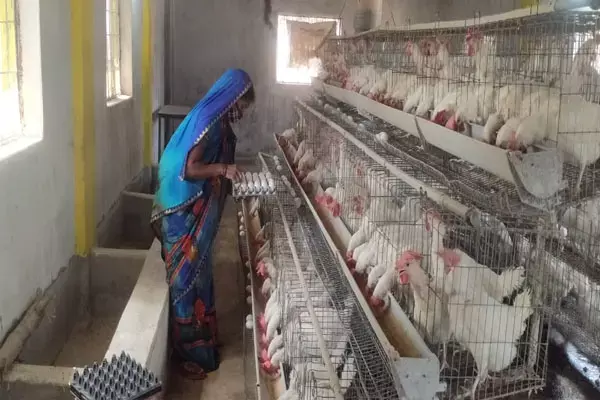 दीदियों ने मुर्गीपालन कर गढ़ी सफलता की कहानी... भूपेश सरकार की महत्वकांक्षी योजना नरवा, गरुवा, घुरवा और बाड़ी से बन रही आर्थिक रूप से सक्षम