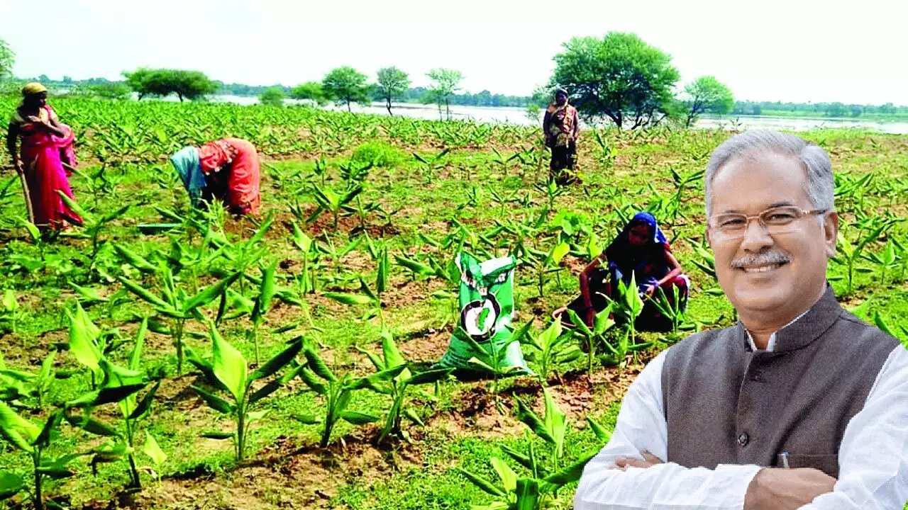 छत्तीसगढ़िया मसाले का देश में अच्छी डिमांड, राज्य सरकार की योजनाओं से प्रदेश में चार लाख टन मसाले का उत्पादन...