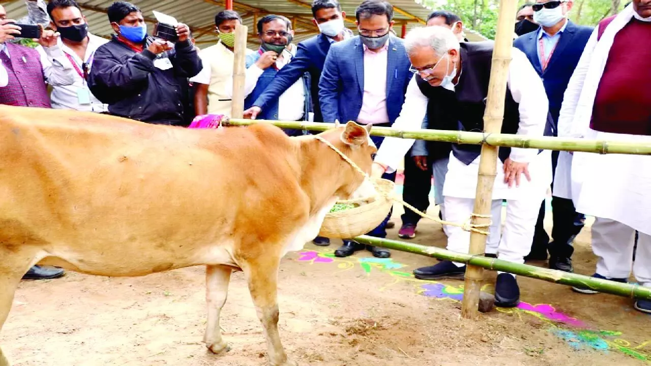 छत्तीसगढ़ में गौठान बना रोजगार और जीवनयापन का नया माध्यम, अब तक 445 करोड़ रुपए का भुगतान... छत्तीसगढ़ में गौठान बना रोजगार और जीवनयापन का नया माध्यम, अब तक 445 करोड़ रुपए का भुगतान...