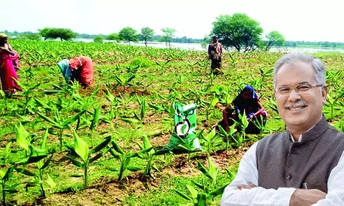 छत्तीसगढ़िया मसाले का देश में अच्छी डिमांड, राज्य सरकार की योजनाओं से प्रदेश में चार लाख टन मसाले का उत्पादन...