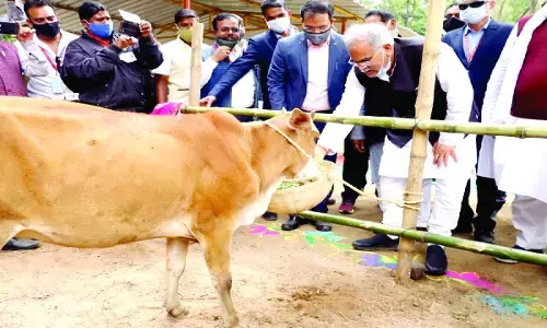 छत्तीसगढ़ में गौठान बना रोजगार और जीवनयापन का नया माध्यम, अब तक 445 करोड़ रुपए का भुगतान...