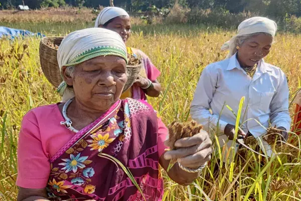 भूपेश सरकार की योजनाओं का किसानों को मिल रहा लाभ, इस जिले में डेढ़ हजार किसानों ने धान के बदले ली रागी की फसल...