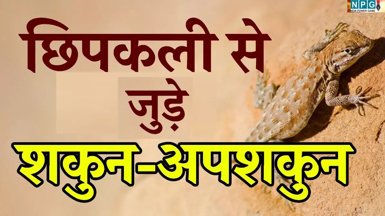 Lizards Se Jude Shagun-Apshagun: छिपकली का इस अंग पर गिरना है अशुभ, हो जाइए सावधान,जानिए इससे जुड़े शुभ-अशुभ संकेत
