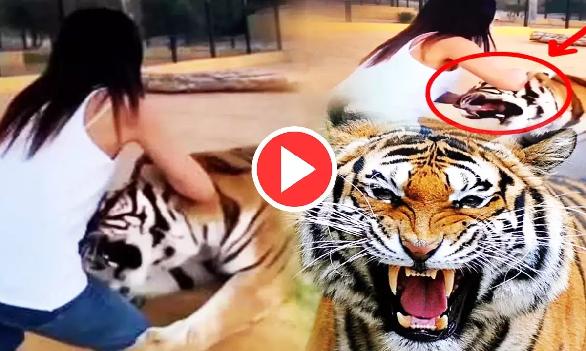 Viral Video: आदमखोर बाघ के साथ लड़की कर रही थी मस्ती, तभी हुआ कुछ ऐसा, देखकर लोगों के उड़ गए होश...
