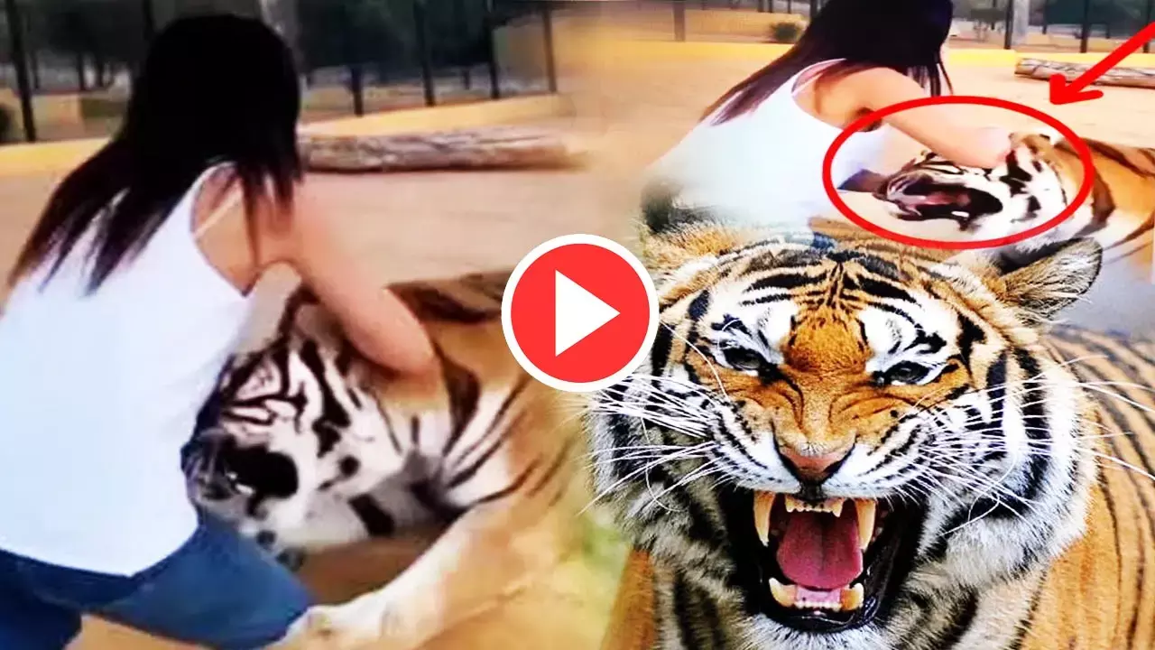 Viral Video: आदमखोर बाघ के साथ लड़की कर रही थी मस्ती, तभी हुआ कुछ ऐसा, देखकर लोगों के उड़ गए होश...