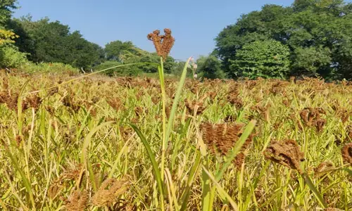छत्तीसगढ़ बन रहा देश का मिलेट हब: देश का इकलौता राज्य जहां समर्थन मूल्य पर खरीदा जा रहा मिलेट्स