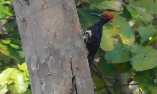 उदंती सीतानदी टाइगर रिजर्व में कटफोड़वा खास प्रजाति वाइट बेलीड वुडपेकर भी, कई देशों में विलुप्त हो चुकी है यह प्रजाति...