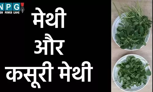 Methi or Kasuri Methi : मेथी और कसूरी मेथी में क्या अंतर है?...