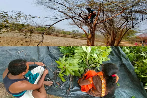 राज्य सरकार की प्रोत्साहन योजना से प्रदेश में लाख की खेती के प्रति बढ़ा किसानों का रूझान, अब किसान वैज्ञानिक पद्धति से कर रहे लाख की खेती राज्य सरकार की प्रोत्साहन योजना से प्रदेश में लाख की खेती के प्रति बढ़ा किसानों का रूझान, अब किसान वैज्ञानिक पद्धति से कर रहे लाख की खेती