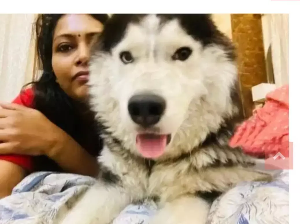 मुख्यमंत्री के कार्यक्रम में थीं आईएएस, बंगले से उनका कुत्ता हुआ गायब, अब फ़ोटो ले तलाश रही पुलिस