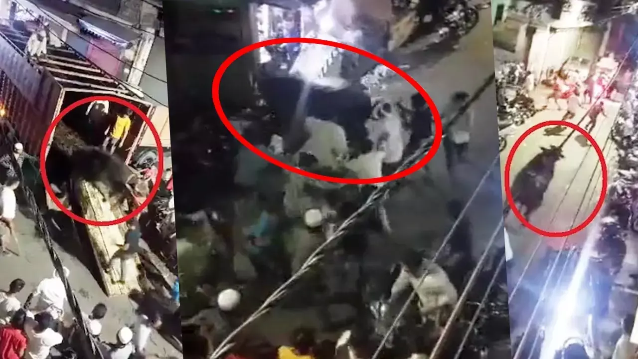 VIDEO : बकरीद पर कुर्बानी को लाया गया भैंसा, भीड़ देख हुआ बेकाबू... और फिर कई लोगों को पहुंचा दिया अस्पताल....