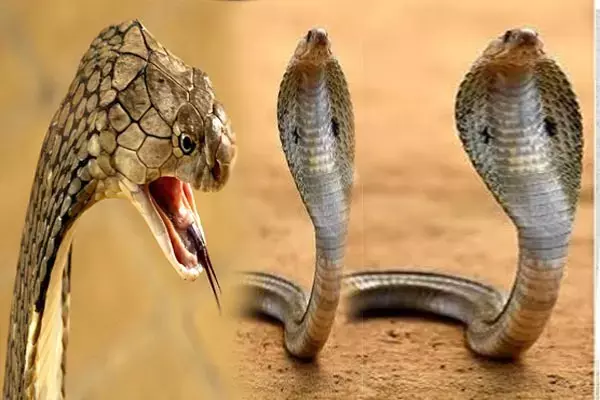 Safety from Snakes: घर में सांप घुसने से रोकने आजमाइये ये घरेलू उपाय