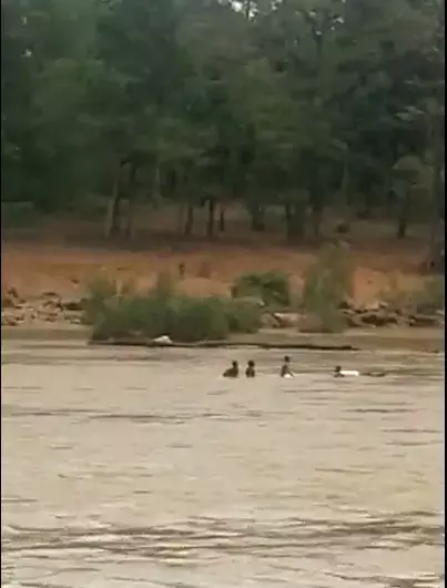 कांकेर वीडियो न्‍यूज: नदी के बीच में डूबी नाव, पांच लोगों ने तैर कर बचाई जान, लेकिन बह गया समान