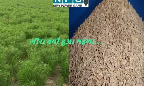 जानिए…क्‍यों इतना भाव खा रहा है ‘जीरा’, इसके रेट का क्‍या है चीनी कनेक्‍शन, कब कम होगा दाम