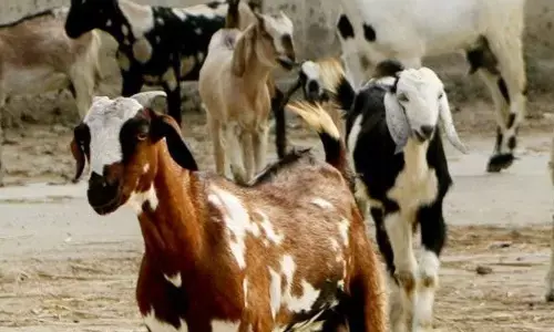 Bilaspur News: गाज की चपेट में आकर दस बकरियों की हुई मौत...