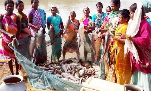 CM भूपेश की योजना बनी ग्रामीण अर्थव्यवस्था का मजबूत आधार, राज्य के 1753 गौठानों के तालाबों में हो रहा मत्स्य पालन