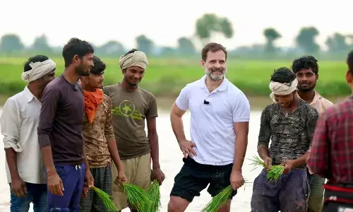 Rahul Gandhi: पैंट मोड़ कर पानी से भरे खेत में उतरे राहुल गांधी, नंगे पैर चलाया ट्रैक्‍टर, किसानों के साथ धान का गलाया रोपा...