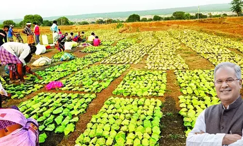 समर्थन मूल्य पर 65 प्रकार की वनोपजों की खरीदी से छत्तीसगढ़ में तेंदूपत्ता संग्राहकों की बदली तकदीर...