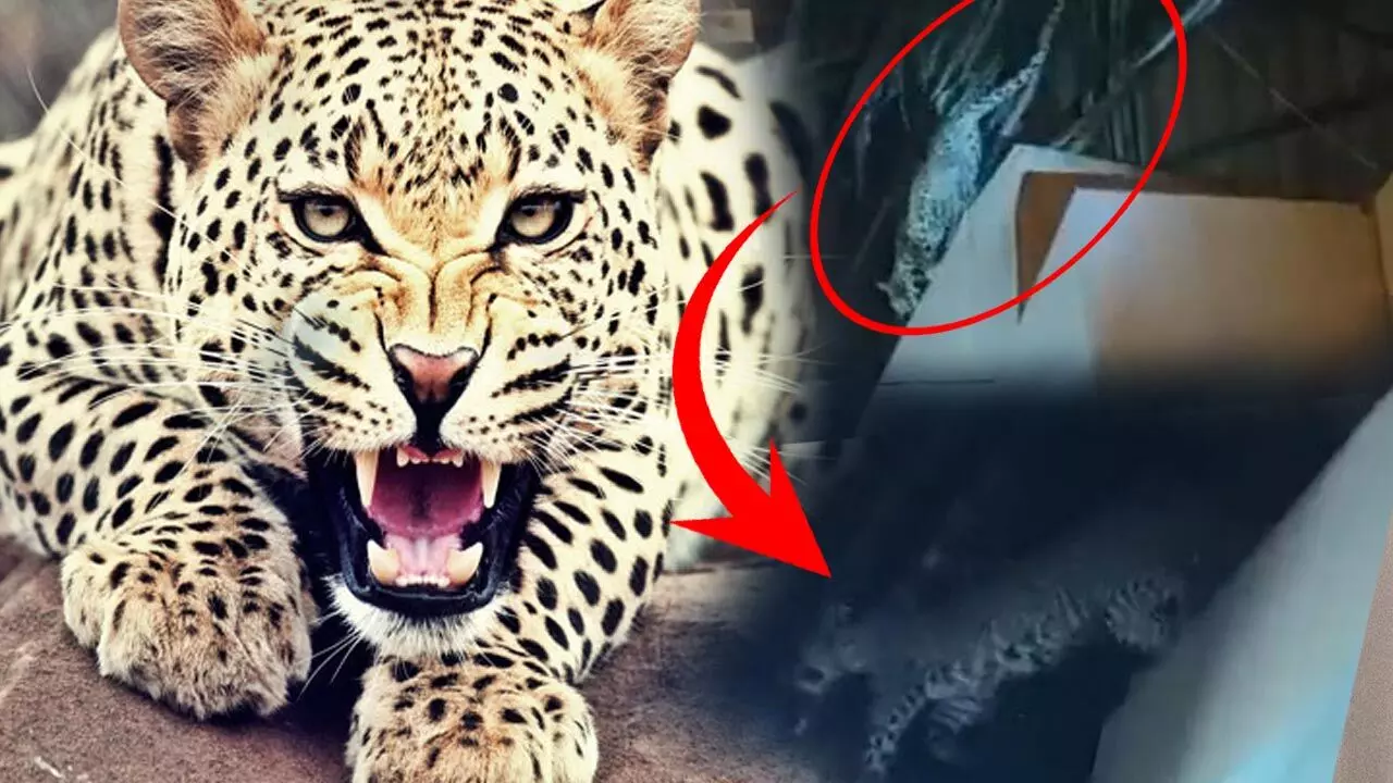 Shoaib Ibrahim Tendue Ka Hamla: इस मशहूर एक्टर के सेट पर तेंदुए ने किया हमला, खतरे में आई 300 से ज्यादा लोगों की जान, चारों ओर मचा अफरा-तफरी... Shoaib Ibrahim Tendue Ka Hamla: इस मशहूर एक्टर के सेट पर तेंदुए ने किया हमला, खतरे में आई 300 से ज्यादा लोगों की जान, चारों ओर मचा अफरा-तफरी...