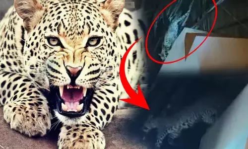 Shoaib Ibrahim Tendue Ka Hamla: इस मशहूर एक्टर के सेट पर तेंदुए ने किया हमला, खतरे में आई 300 से ज्यादा लोगों की जान, चारों ओर मचा अफरा-तफरी...