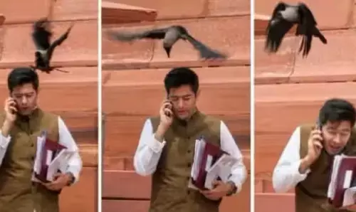 Raghav Chadha Crow Attack: राघव चड्ढा को चोंच मार गया कौआ, बीजेपी ने कसा तंज