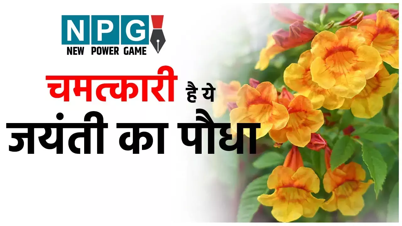 Benefits of Jayanti: गंजापन भी दूर कर सकता है ये चमत्कारी जयंती का पौधा...