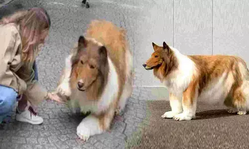 Japan News: जापान में आदमी से बना कुत्ता, खर्च किए 12 लाख रुपये, देखें वीडियो