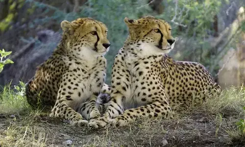 Kuno Cheetah Death: कूनो नेशनल पार्क में 9वें चीते की मौत, अब तक 9 की गई जान, प्रोजेक्ट चीता की खुली पोल