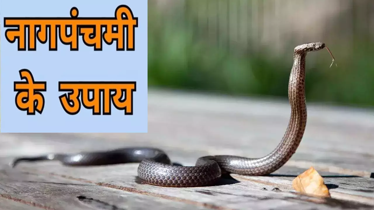 Nag Panchami Par Kya Upay Kare: नहीं छूएगा आपको काल, नाग पंचमी पर करेंगे कालसर्प दोष मुक्ति ये उपाय, जानिए Nag Panchami Par Kya Upay Kare: नहीं छूएगा आपको काल, नाग पंचमी पर करेंगे कालसर्प दोष मुक्ति ये उपाय, जानिए