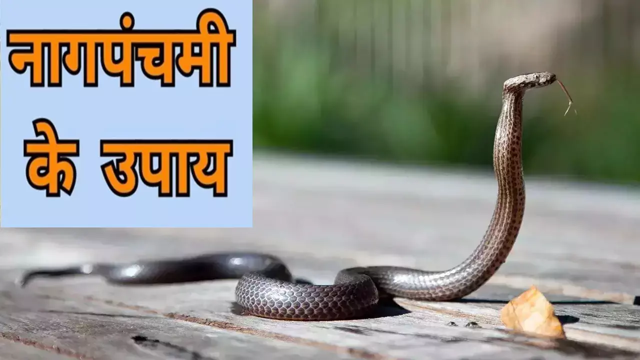 Nag Panchami Par Kya Upay Kare: नहीं छूएगा आपको काल, नाग पंचमी पर करेंगे कालसर्प दोष मुक्ति ये उपाय, जानिए Nag Panchami Par Kya Upay Kare: नहीं छूएगा आपको काल, नाग पंचमी पर करेंगे कालसर्प दोष मुक्ति ये उपाय, जानिए