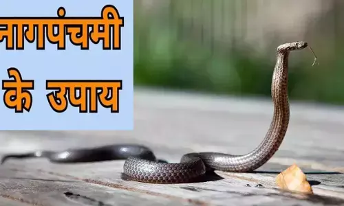 Nag Panchami Par Kya Upay Kare: नहीं छूएगा आपको काल,  नाग पंचमी पर करेंगे कालसर्प दोष मुक्ति ये उपाय, जानिए